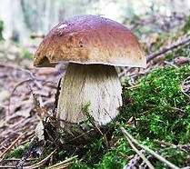 Les champignons comestibles : la liste