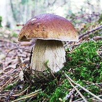 Cèpes et champignons comestibles