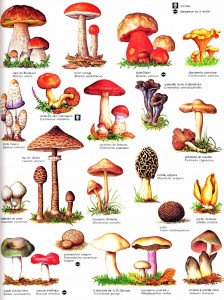 Liste Champignons Comestibles